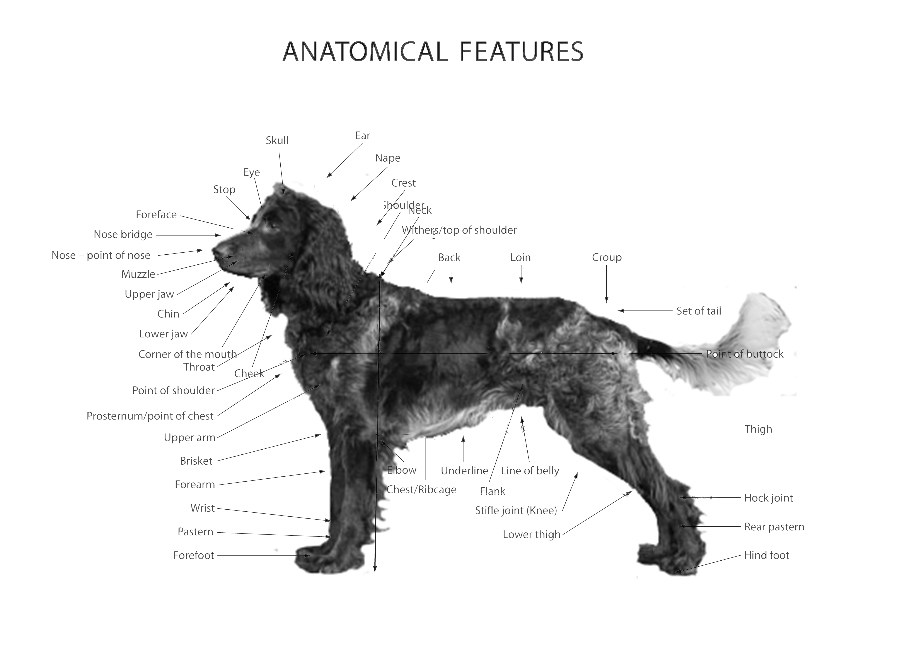 anatomie